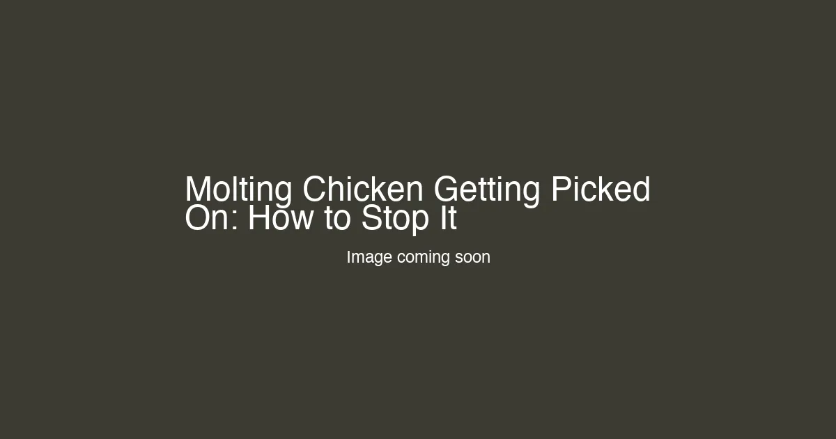 Molting Chicken Getting Picked On: How to Stop It